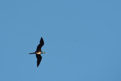 Low angle view of bird flying