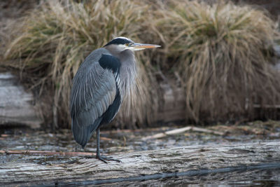 Close-up of gray heron