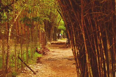 Footpath amidst trees in forest