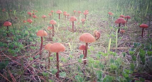 Plants growing on field