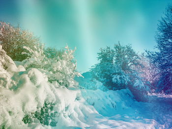 Frozen trees against sky during winter