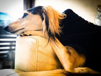 Close-up of a dog looking away