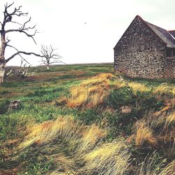Plants growing on field against sky