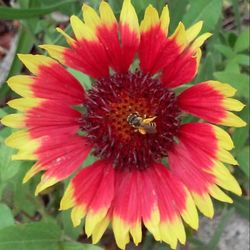 Close-up of bee pollinating flower