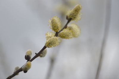 Close-up of flowering plant