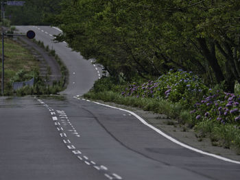 View of street amidst plants and road