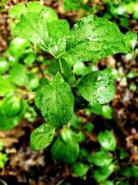 Close-up of raindrops on leaves