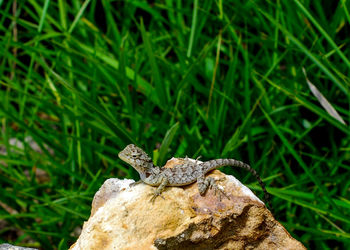 Close-up of lizard on rock