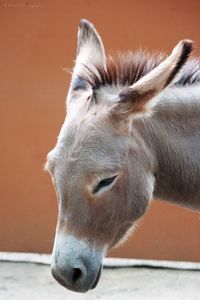 Close-up of donkey