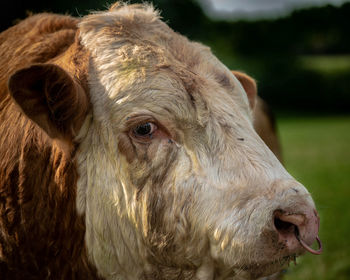 Close-up of a sheep