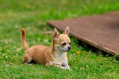 Portrait of dog on grassy field