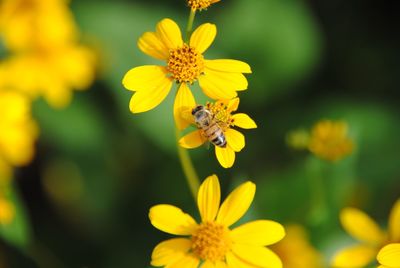 Close-up of bee on yellow flower