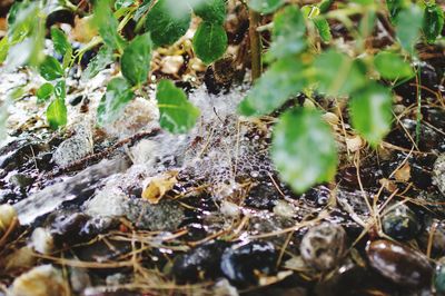 Close-up of spider web on plant at field