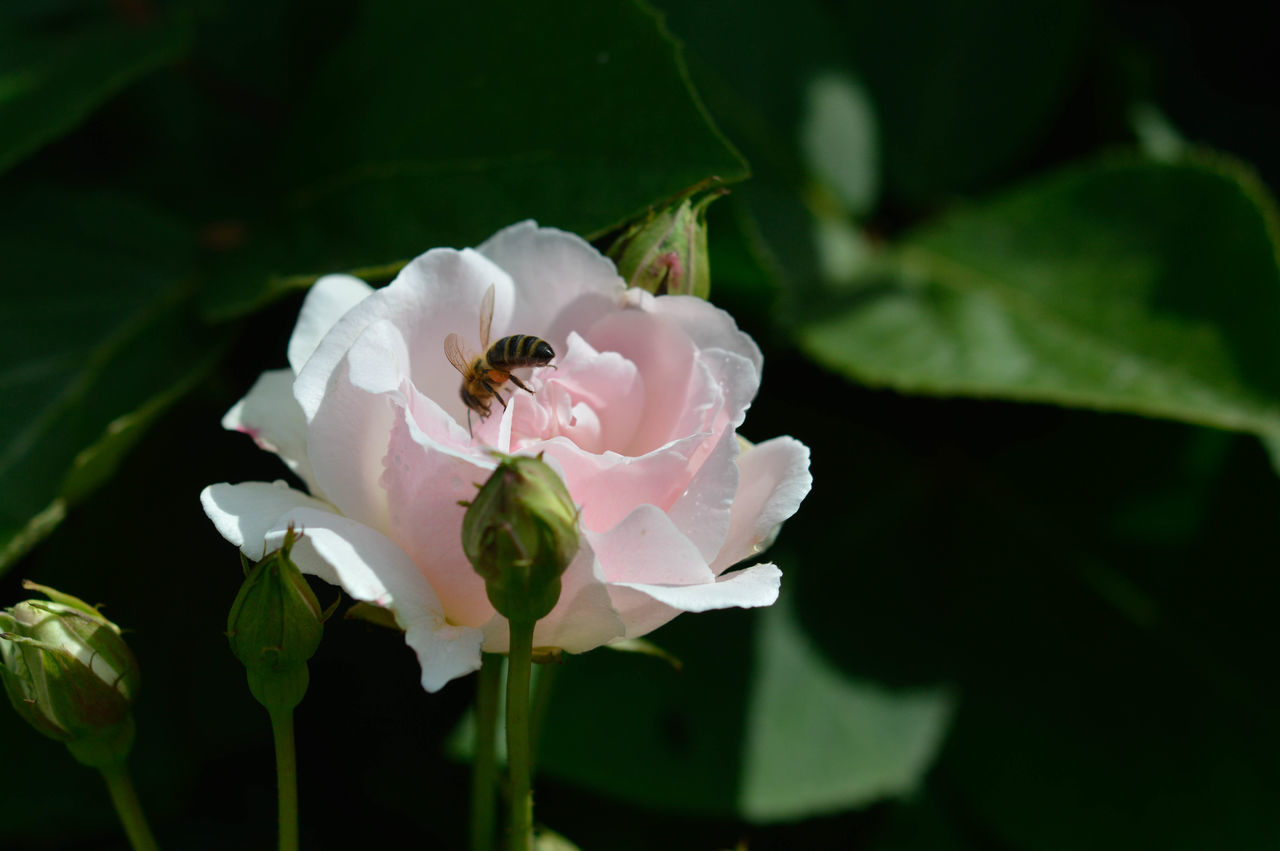 flower, flowering plant, plant, beauty in nature, petal, freshness, close-up, fragility, flower head, blossom, nature, inflorescence, growth, leaf, macro photography, plant part, pink, no people, rose, white, focus on foreground, green, outdoors, springtime, animal wildlife, botany, pollen, animal