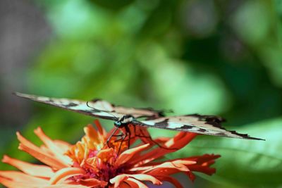 Close-up of butterfly on flower