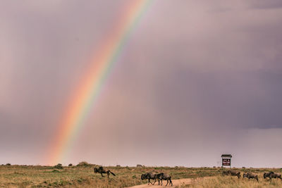 Scenic view of a wildebeest great migration on a rainbow over the field against sky in the maasai