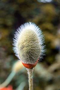 Close-up of dandelion against blurred background