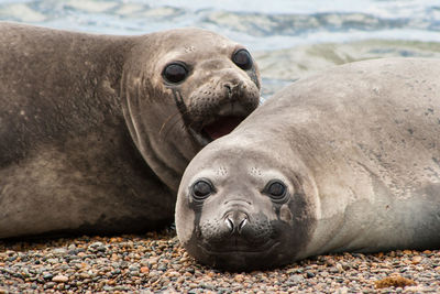 Portrait of seals lying on sand at beach