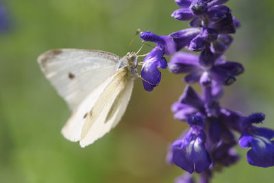 Cabbage white butterfly pieris rapae