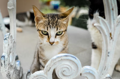 Close-up portrait of a cat