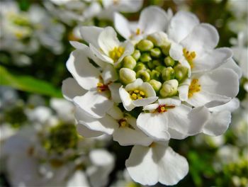 Close-up of white flowers