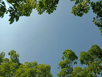 Low angle view of trees against sky
