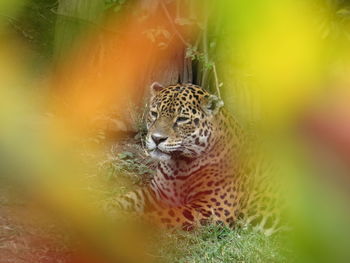 Portrait of jaguar through fence