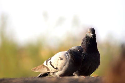 Close-up of pigeon perching