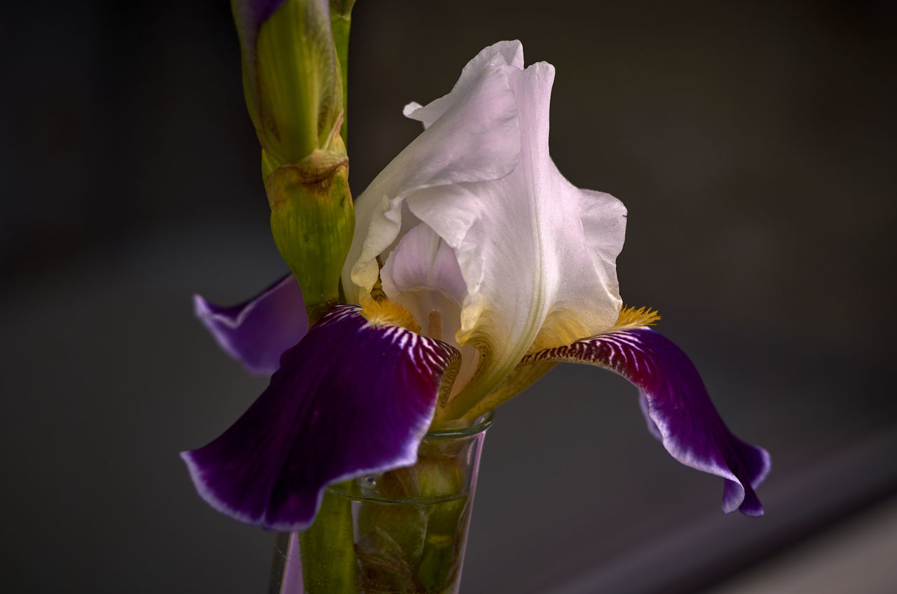 CLOSE-UP OF PURPLE IRIS FLOWER ON PLANT