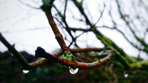 Low angle view of branches against sky