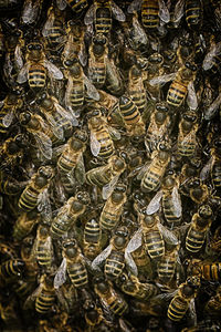 Bee on textured surface