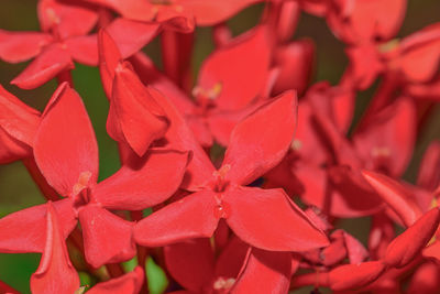 Close-up of west indian jasmine flowers blooming outdoors