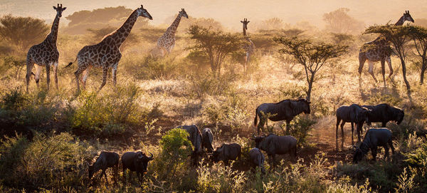 View of horses on plants against trees