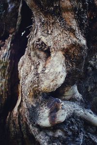 Close-up of tree trunk