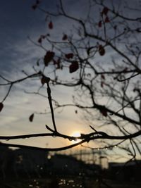 Close-up of silhouette tree against sky at sunset