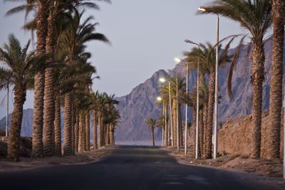 Road amidst palm trees against sky