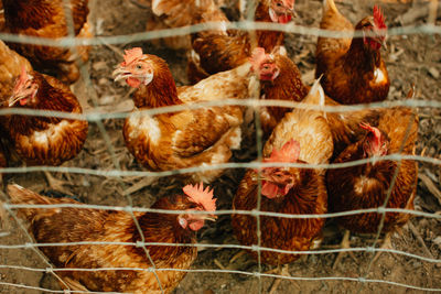 View of birds in cage