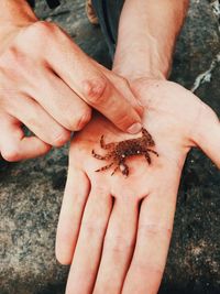 Cropped image of hand holding lizard