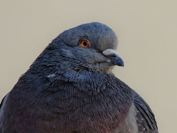 Dove bird in tijuana, baja california. mexico