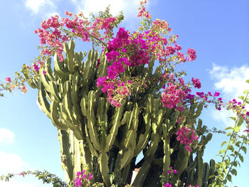 Low angle view of pink flowering tree against sky