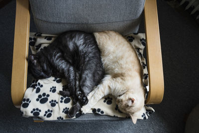 Two cats sleeping together on chair