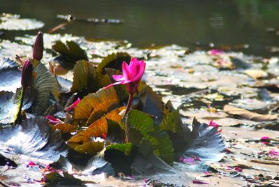 Close-up of flowers floating on water