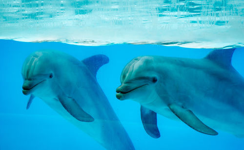 Dolphins swimming in aquarium