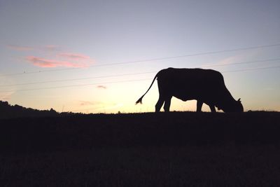 Silhouette horse on landscape against sky during sunset