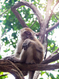 Low angle view of monkey sitting on tree