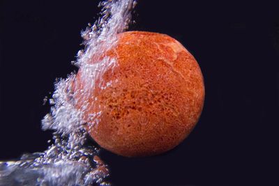 Close-up of coral in water 