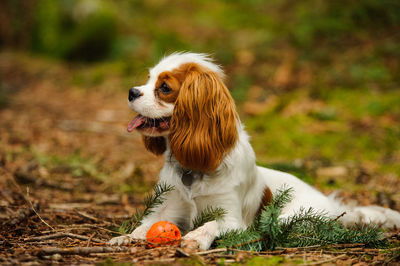 Cavalier king charles spaniel sitting on grass