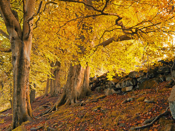 Autumn leaves on tree trunk in forest