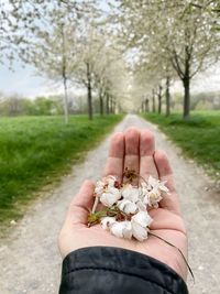 Midsection of person holding flowering plant by road