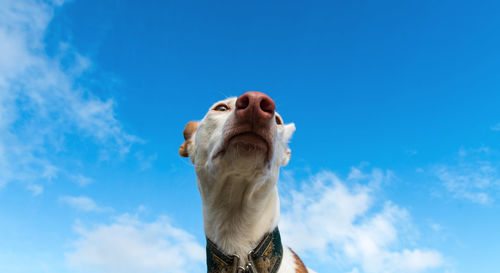 Low angle view of ibizan hound dog against sky